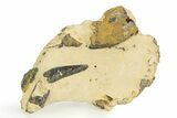 Eocene Lobster (Hoploparia) Fossil - England #351029-1